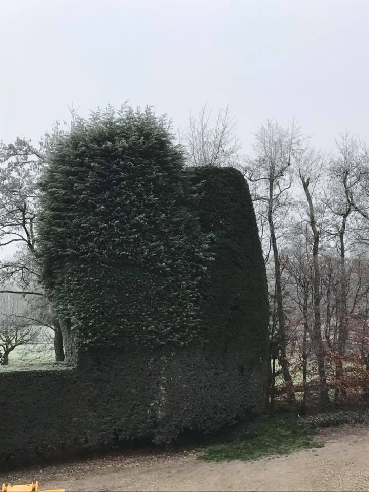 Grote-coniferen-snoeien-met-dit-prachtige-winterweer-2