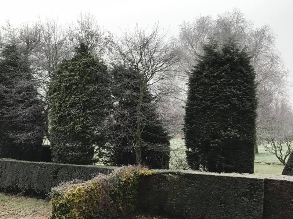 Grote-coniferen-snoeien-met-dit-prachtige-winterweer-4