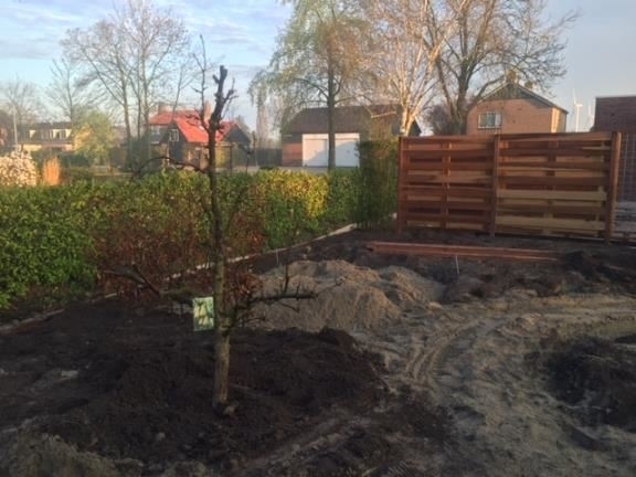  Hoveniersbedrijf-Boekelo-Project-tuinaanleg-nieuwbouwtuin-boom-planten-in-achtertuin